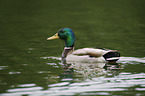 mallard