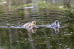 young mallards