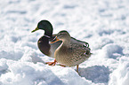 mallards