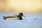 mallard