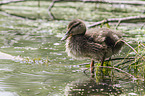 young mallard