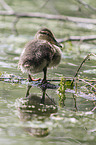 young mallard