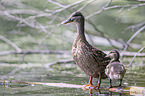 mallards