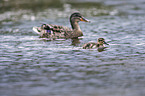 mallards