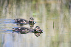 young mallards