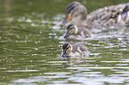 mallards