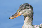 mallard