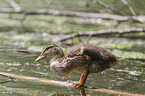 young mallard