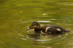 young mallard