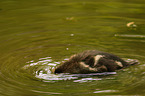 young mallard