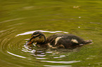 young mallard