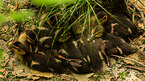 young mallards