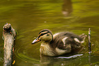 young mallard