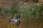 mallards