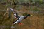 mallard