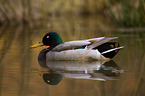 mallard