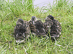 mallards