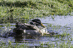 mallard