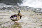 mallard