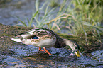 mallard
