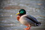 mallard