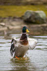 mallard