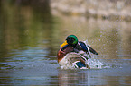 mallard