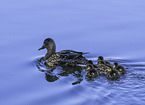 floating Mallards