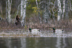 swimming Mallards