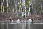 swimming Mallards