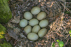 Mallard eggs