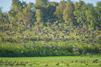 flying Mallards