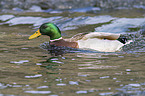 swimming Mallard