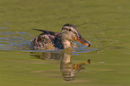 mallard