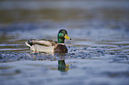 mallard