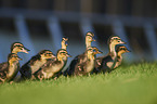 mallards