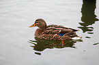 mallard