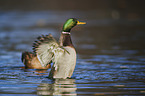 mallard