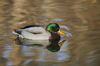 mallard