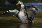 mallard