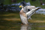 mallard