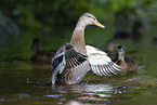 mallards