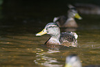 mallards