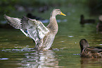 mallards