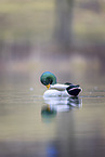 mallard