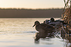 mallards