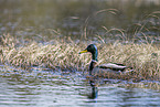 mallard