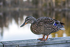 mallard