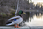 mallard