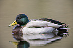 mallard